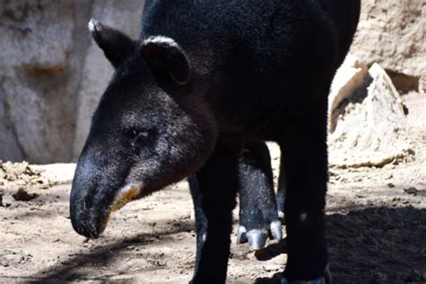 Mountain Tapir - CMZoo