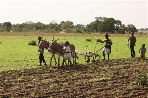 African farmer: Europe vote blocks GMOs and modern farming, dooming us ...