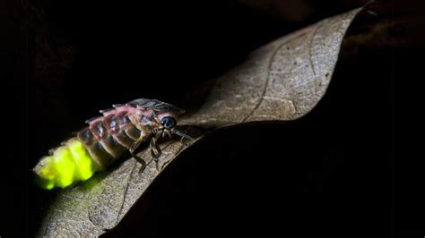 Glow-worm (Lampyris noctiluca) - Woodland Trust