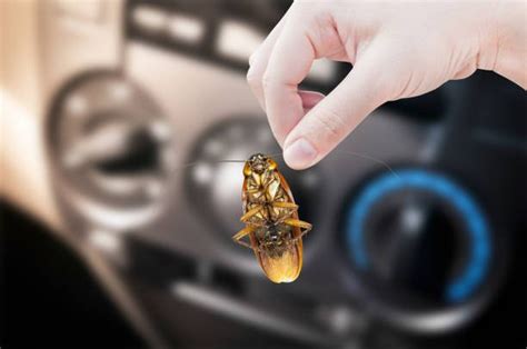 Roach Getting In Car? Identification & How To Get Rid | Pestclue