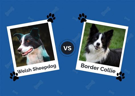 Welsh Sheepdog vs Border Collie: The Differences (With Pictures) | Hepper