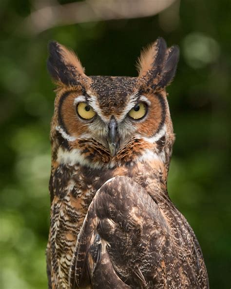 Great horned owl - Simple English Wikipedia, the free encyclopedia