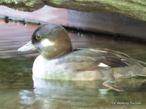 Dubuque's Mississippi River museum explores life on the river - The Walking Tourists