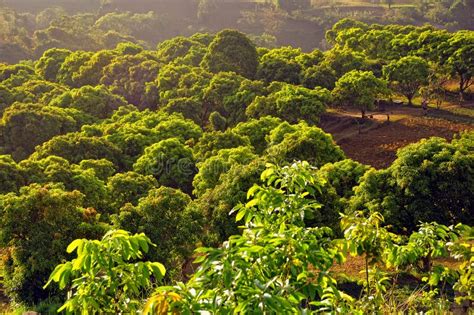 Mango Orchard stock image. Image of green, asia, plants - 23514955