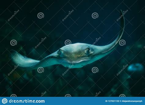 Stingray Portrait with Eye Focus Stock Photo - Image of water, river ...