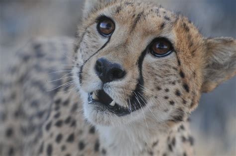 Close-Up Shot of a Cheetah · Free Stock Photo