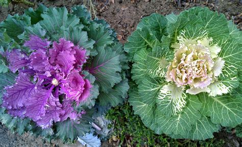 Red Flowering Kale Edible | Best Flower Site