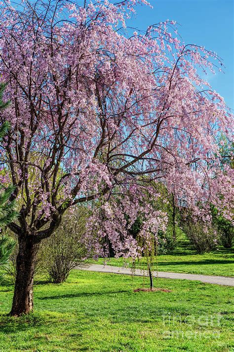 Pink Weeping Cherry Tree Photograph by Jennifer White | Fine Art America