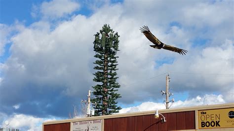 California Condor Nest Spotted in Area Cell Tower