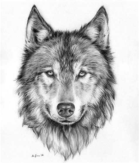 17+ Wolf Head Tattoo Drawing | tattoo fpr girls