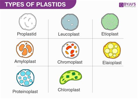 Explain Different Types of Plastids Their Pigments and Functions