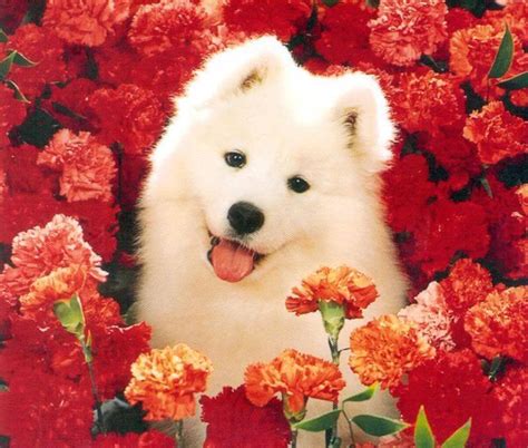 Cute Dog In Flowers / Cute Dogs In Flowers Photos Pawdacious Portraits ...