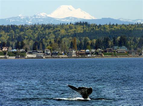 Tulalip Tribes looking at climate change from the mountains to the sea - Northwest Treaty Tribes