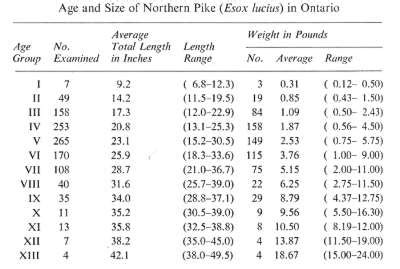 Ontario Northern Pike Biology - Ontario Northern Pike Fishing