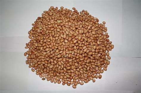 Ground Nuts at best price in Chennai by Global International - Agri ...