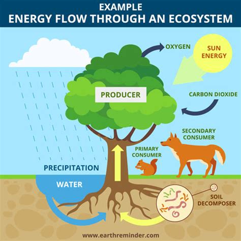 How Does Energy Flow Through an Ecosystem? | Earth Reminder