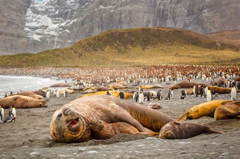 Meet Wildlife in South Georgia and the South Sandwich Islands