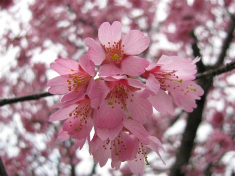 Pink Cherry Blossom - Flowers Photo (34658282) - Fanpop