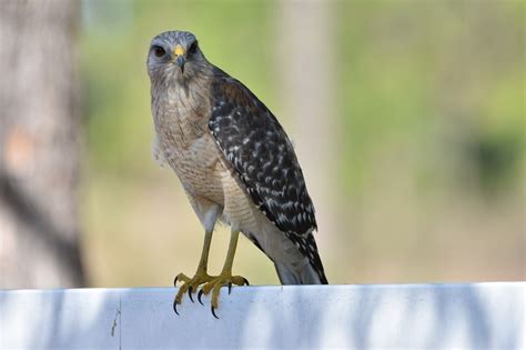 9 Species of Hawks in Florida (With Pictures & Info) - Optics Mag