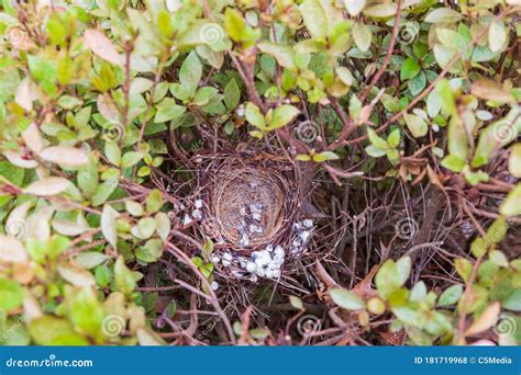 Nest of a Northern Cardinal after Young Left. Stock Photo - Image of nesting, baby: 181719968