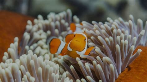 ‘The Great 8’ Animals of the Great Barrier Reef - Great Barrier Reef ...