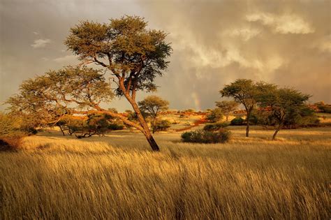 landscape, Africa, Trees Wallpapers HD / Desktop and Mobile Backgrounds