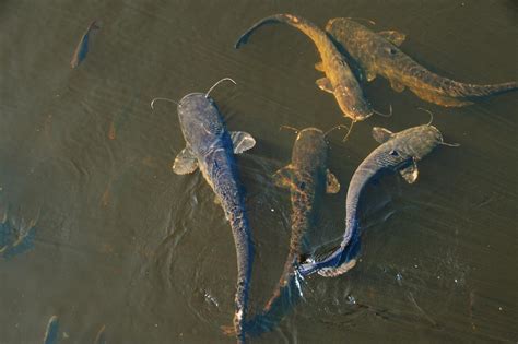 Are the Radiation Levels in the Cooling Ponds of Chernobyl Causing Giant Catfish?