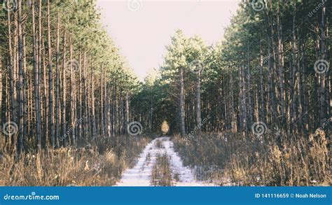 Abandoned Driveway stock image. Image of rows, forest - 141116659