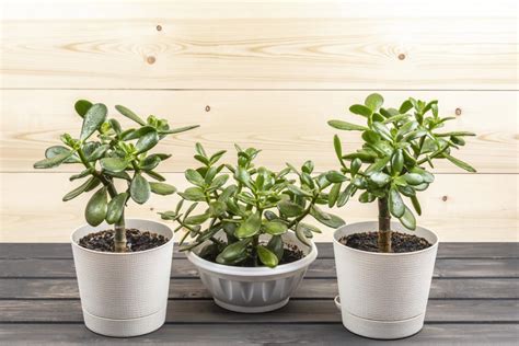 9 Jade Plant Varieties For Different Households And Settings