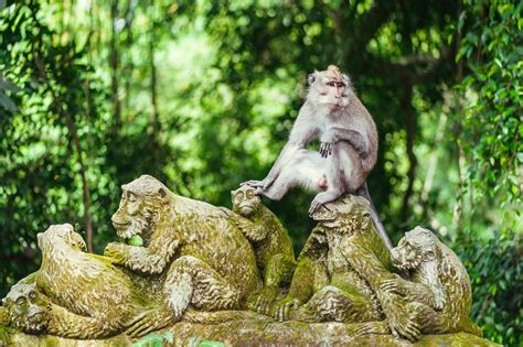 Ubud Monkey Forest in Bali - Sanctuary of Gray Macaques in Ubud – Go Guides