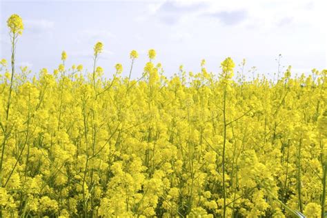 Field of canola flowers stock image. Image of yellow - 32539891