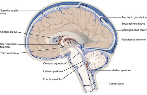 Ventricular system - Wikipedia