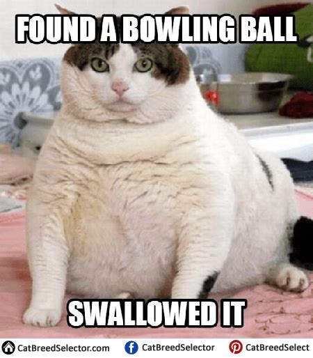 Fat Cat Memes – Cat Breed Selector