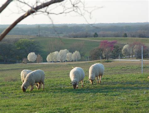 Unicorner Farm Tunis Sheep – Welcome to Our Farm