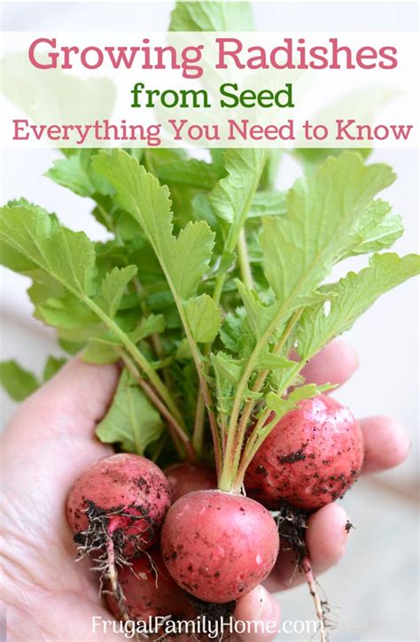 Growing Radishes from Seed, Everything You Need to Know