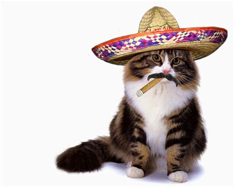 Sombrero Cat Latest Memes - Imgflip