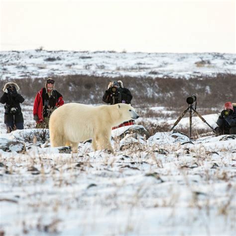 Polar Bear Travel: Polar Bear Great Ice Tour | Entree Destinations