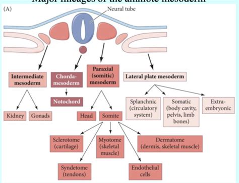 Lateral plate mesoderm and the endoderm Flashcards | Quizlet