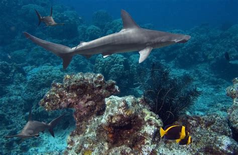 Hammershark of the Great Barrier Reef. Australia | Shark habitat, Shark, Deep sea sharks