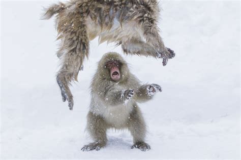 Photos: The Snow Monkeys of Nagano - The Atlantic