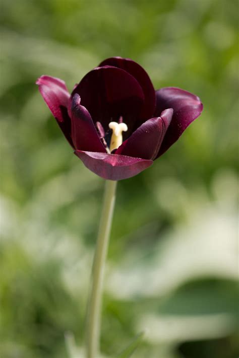 Black tulip by karabasik on DeviantArt