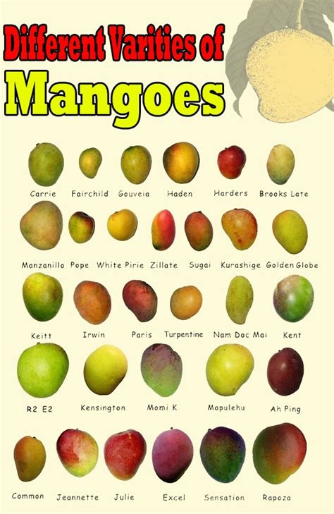 Different Varities of Mangoes- The link isn't valid anymore but I am leaving the pin because it ...