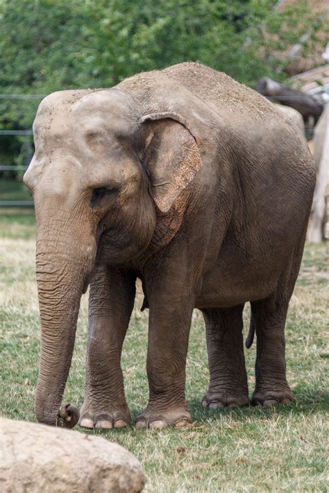 Indian Elephant Free Stock Photo - Public Domain Pictures