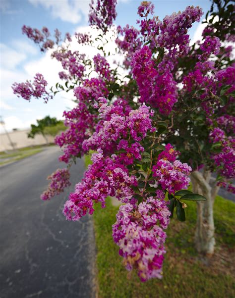 Pink Flowering Trees In Central Florida / Tabebuia Trees at Walt Disney World - Kim and Carrie ...