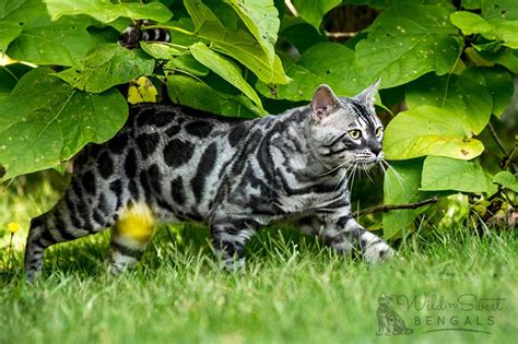 Silver Bengal Cats & Kittens for Sale | Wild & Sweet Bengals