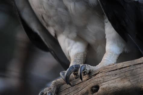 Eagle Claws Free Stock Photo - Public Domain Pictures