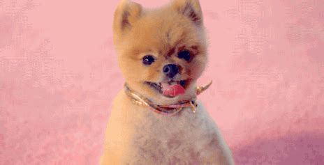 Dark Horse Pomeranian GIF by Katy Perry - Find & Share on GIPHY