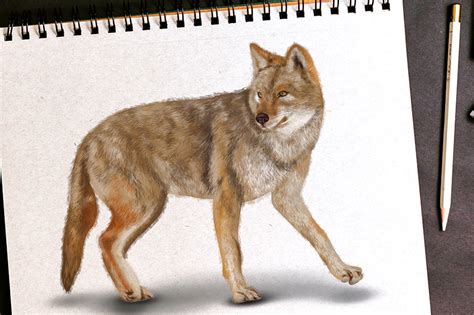 Coyote Face Drawing