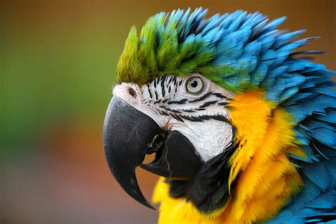 Parrot Sounds | Parrot Sounds | Parrots | Guide | Omlet US