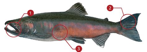 Coho Salmon Identification